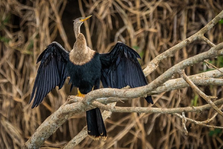 084 Tarcoles, slangenhalsvogel.jpg